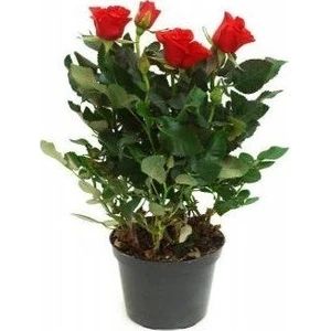 Mevsim Fidancılık Peyzaj Tüplü Yediveren Kırmızı Çıtır Minyatür Gül Fidanı Bodur Gül