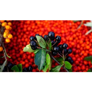 Sidal Market Acı Çehre Tohumu 25 gr