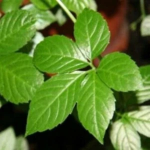 Anamur Naturel Gynostemma Pentephyllum Jiaogulan Ginseng Fidesi (3 Adet)