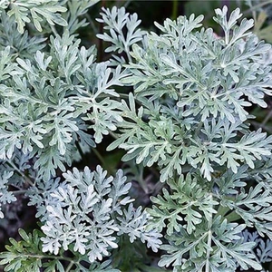 Anamur Naturel Pelin Otu Tohumu (250 Tohum)