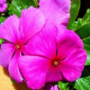 Anamur Naturel Saksılık Wallerine Carmine Koyu Pembe Bodur Cam Güzeli Çiçeği Tohumu(20 Tohum)