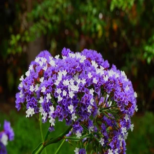 Anamur Naturel Limonium Sinuatum Lilac Lavender Deniz Lavantası Tohumu(30 Tohum)