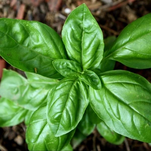 Anamur Naturel Iri Yapraklı Genovese Fesleğen Tohumu (250 Tohum)