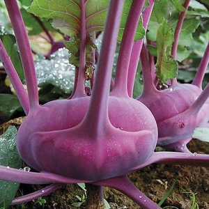 Anamur Naturel Doğal Mor Kohlrabi(Alabaş) Tohumu (20 Tohum)