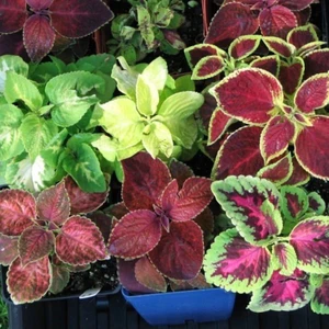 Anamur Naturel Karışık Renkli Kolyos Yaprak Güzeli Çiçeği TOHUMU(700 Tohum)