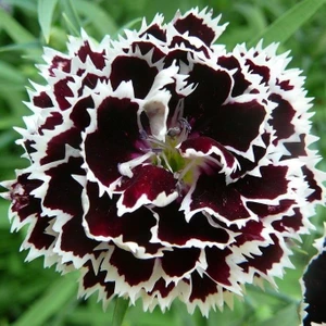 Anamur Naturel Dianthus Heddewigii Siyah Beyaz Karanfil TOHUMU(100 Adet)