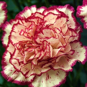 Anamur Naturel Katmerli Iri Karanfil Çiçeği TOHUMU(100 Adet)