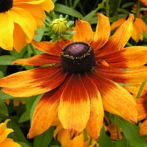 Anamur Naturel Üç Renkli Rudbekya Çiçeği TOHUMU(100 Tohum)