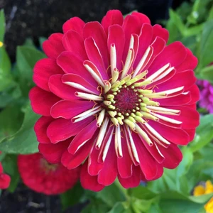 Anamur Naturel Super Yoga Elegans Koyu Kırmızı Zinya Çiçeği Tohumu(40 Tohum)