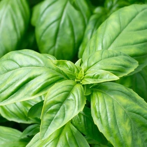 Anamur Naturel Tatlı Geniş Yapraklı Fesleğen Tohumu (250 Tohum)