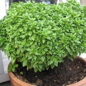 Anamur Naturel Top Fesleğen Tohumu (250 Tohum)