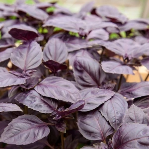 Anamur Naturel Mor Fesleğen Tohumu (250 Tohum)