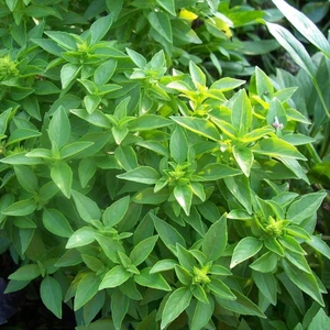 Anamur Naturel Dik Gelişen Limon Fesleğen TOHUMU(100 Tohum)