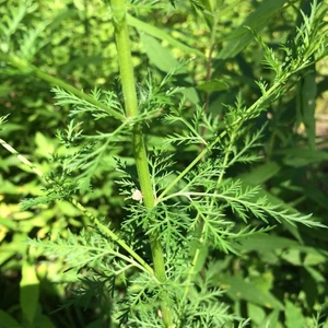 Anamur Naturel Doğal Pelin Otu Tohumu(50 Tohum)