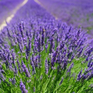 Anamur Naturel Lavandula Angustifolia Lavanta Çiçeği TOHUMU(100 Adet)