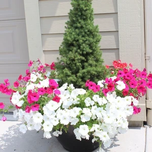 Anamur Naturel Karışık Renkli Wallerine Bodur Cam Güzeli Çiçeği Tohumu(20 Tohum)