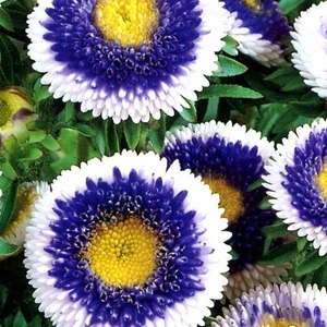 Anamur Naturel Pompon Hinomaru Karışık Renkli Aster Çiçeği Tohumu(50 Tohum)