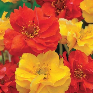Anamur Naturel Soğuklara Dayanıklı Katmerli Mixed Geum Çiçeği Tohumu(20 Tohum)