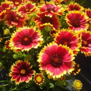 Anamur Naturel Indian Blanket Gaillardia Gayret Çiçeği Tohumu(30 Adet)