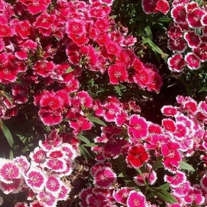 Anamur Naturel Karışık Renkli Bodur Çin Karanfili Çiçeği Tohumu (450 Tohum)