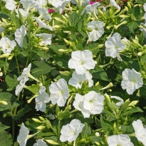 Anamur Naturel Beyazların Dansı White Akşam Sefası Çiçeği Tohumu(20 Tohum)
