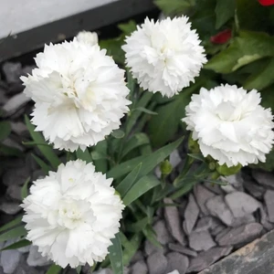 Anamur Naturel Beyaz Renkli Karanfil Çiçeği Tohumu(70 Adet)