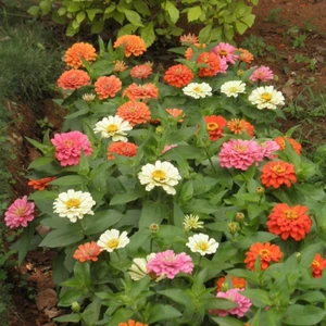 Anamur Naturel Karışık Kaliforniya Zinya Kirli Hanım Çiçeği Tohumu (50 Tohum)