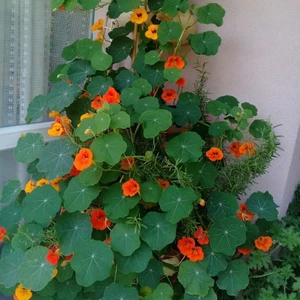 Anamur Naturel Karışık Renkli Sarmaşık Latin Çiçeği Tohumu (10 Tohum)