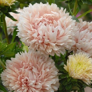 Anamur Naturel Pompon White Marble Crimson Aster Çiçeği Tohumu (50 Tohum)