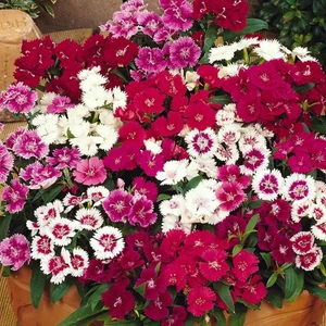 Anamur Naturel Dianthus Heddewigii Karanfil Çiçeği TOHUMU(100 Adet)