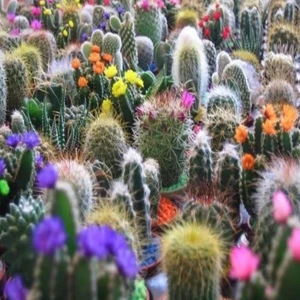 Anamur Naturel Karışık Kaktüs Tohumu (100 Tohum)