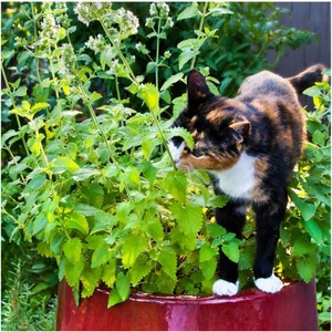 Anamur Naturel Kedi Otu Tohumu (75 Tohum)