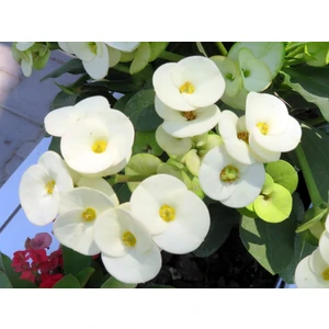 Ucuzluk Diyarı 1 Adet Beyaz Dikenler Tacı Fidanı Ithal Euphorbia Mi̇lli̇