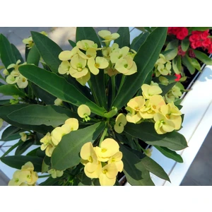 Ucuzluk Diyarı 1 Adet Sarı Dikenler Tacı Fidanı Ithal Euphorbia Mi̇lli̇