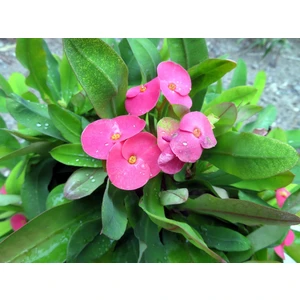 Ucuzluk Diyarı 1 Adet Pembe Dikenler Tacı Fidanı Ithal Euphorbia Mi̇lli̇