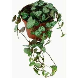Saksılı ( Kalp Kalbe Karşı Çiçeği )( 5.5 Luk Saksıda ) Hoya Curtisii