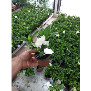 Saksılı Yoğun Kokulu Gardenya Fidanı( 10 Luk Saksıda) -Gardenia Jasminoides
