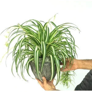 Saksılı Kurdele Çiçeği( 12 cm Lik Saksıda)