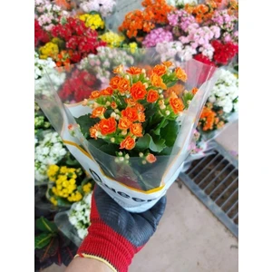 Tüplü Dev Kalanşo Çiçeği (Portakal Renkli )(12 cm Lik Saksıda )Kardeş Kanı)