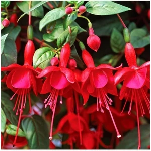 Saksılı Kırmızı Küpeli Çiçeği ( 12 Cm'lik Saksıda )