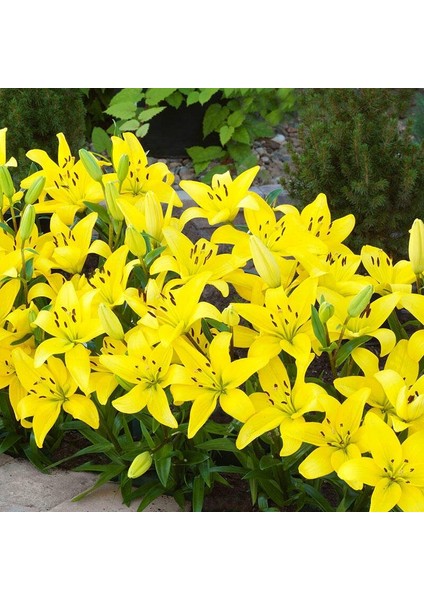 Yellow Diamond Sarı Güneş Zambak Soğanı (2 Adet)