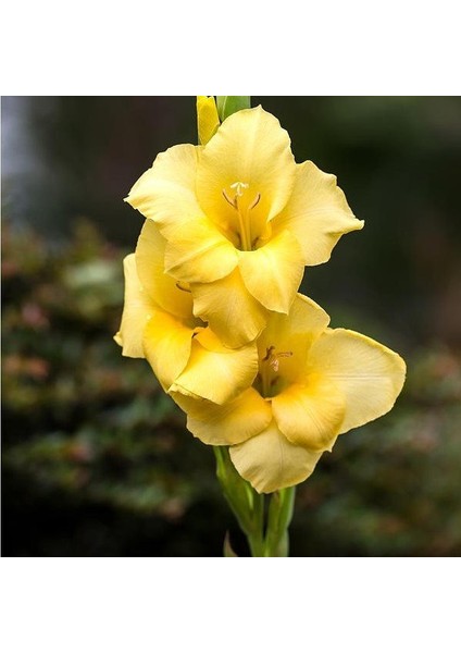 Gladiolus Yellow Swan Glayör Çiçeği Soğanı (2 Adet)