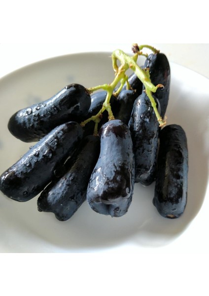 Tüplü Çekirdeksiz Finger Black Üzüm Fidanı (5 Adet)