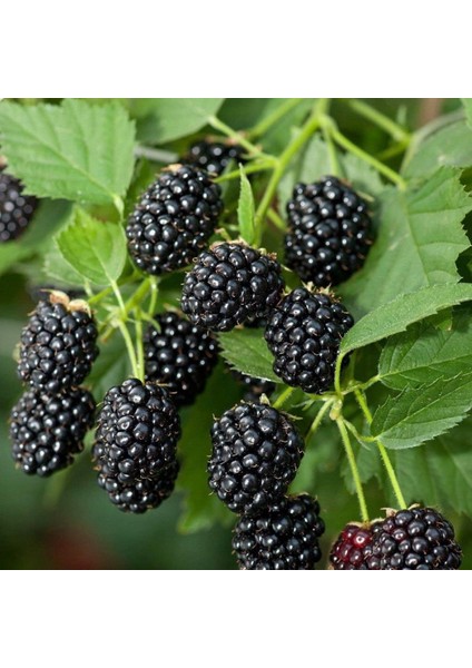 Dikensiz Jumbo Böğürtlen Fidanı 5 Adet