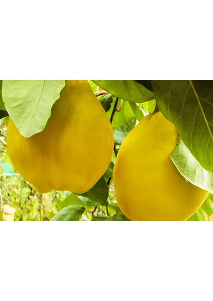 Ekmek Ayvası Fidanı 3 Adet - Tüplü ve Aşılı