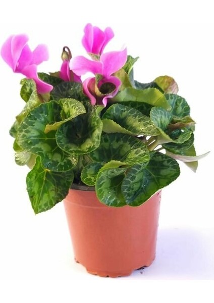 Sıklamen, Tavşan Kulağı