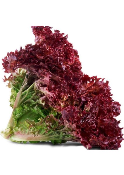 Kırmızı Marul Fidesi (5 Adet)