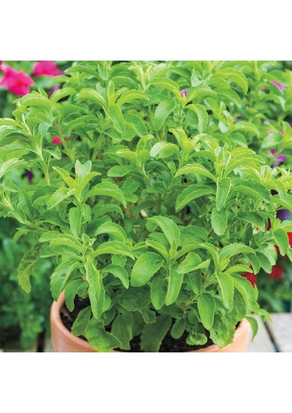 Şeker Otu Stevia Fidesi (5 Adet)