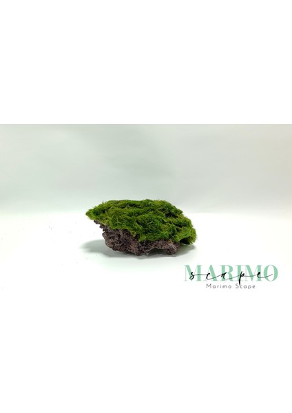 Marimo Scape Marimo Rock