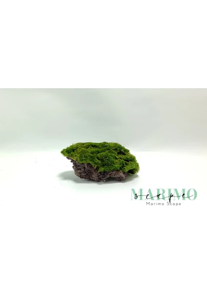 Marimo Scape Marimo Rock